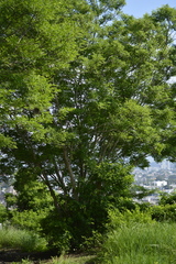 Lonchocarpus lanceolatus