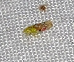 Erythroneura reflecta