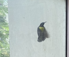 Leptocoma zeylonica