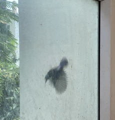 Leptocoma zeylonica