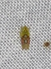 Erythroneura reflecta