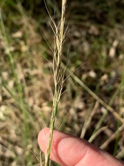 Aristida personata