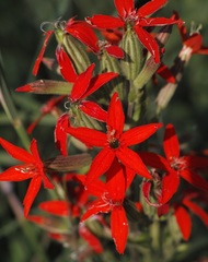 Silene regia