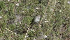 Calliope pectoralis
