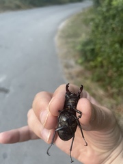 Lucanus cervus turcicus