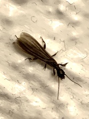 Oligotoma nigra