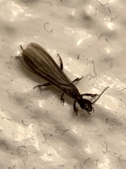 Oligotoma nigra