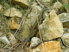 Aspidoscelis parvisocius