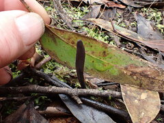 Geoglossum muelleri