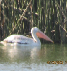 Pelecanus erythrorhynchos