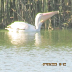 Pelecanus erythrorhynchos