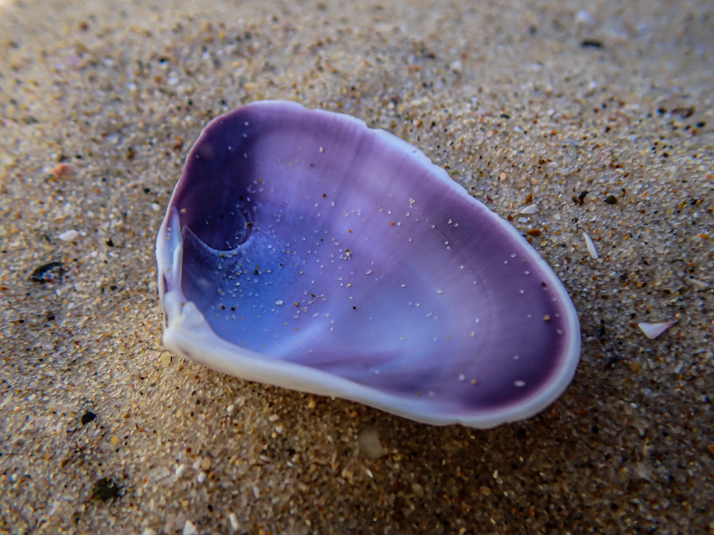 Pipi from Frazer Beach, New South Wales, Australia on August 13, 2022 ...