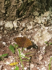 Argynnis paphia
