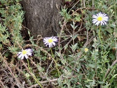 Brachyscome paludicola