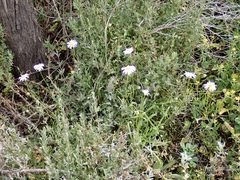 Brachyscome paludicola