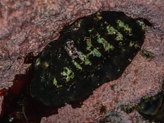 Onithochiton quercinus