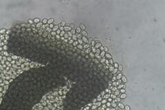 Pilobolus crystallinus