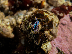 Austromegabalanus nigrescens