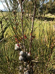 Allocasuarina mackliniana