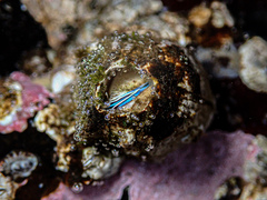 Austromegabalanus nigrescens