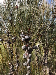 Allocasuarina mackliniana