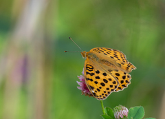 Argynnis laodice