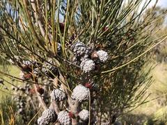 Allocasuarina mackliniana