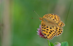 Argynnis laodice