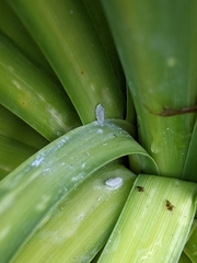 Balanococcus cordylinidis