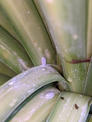 Balanococcus cordylinidis