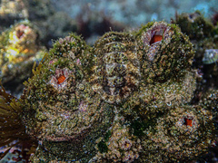 Pyura praeputialis