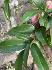Diospyros pentamera