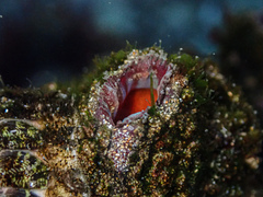 Pyura praeputialis