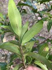 Diospyros pentamera