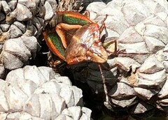 Diaphyta
