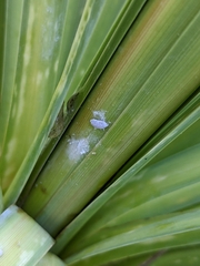 Balanococcus cordylinidis