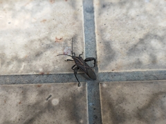 Physomerus grossipes