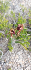 Caladenia tessellata
