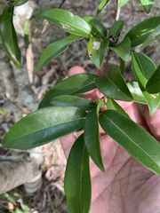 Diospyros pentamera