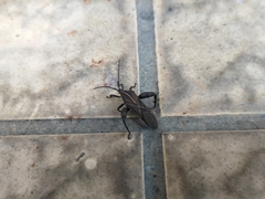 Physomerus grossipes