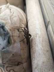 Physomerus grossipes