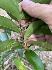 Diospyros pentamera