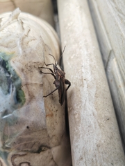 Physomerus grossipes