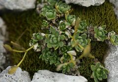 Draba stellata