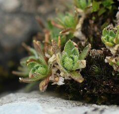 Draba stellata