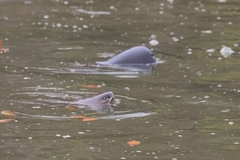 Pangasianodon hypophthalmus