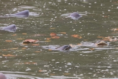 Pangasianodon hypophthalmus