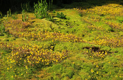 Erythranthe caespitosa