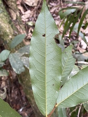 Meiogyne hirsuta
