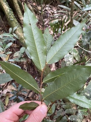 Meiogyne hirsuta
